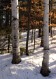 Birches
